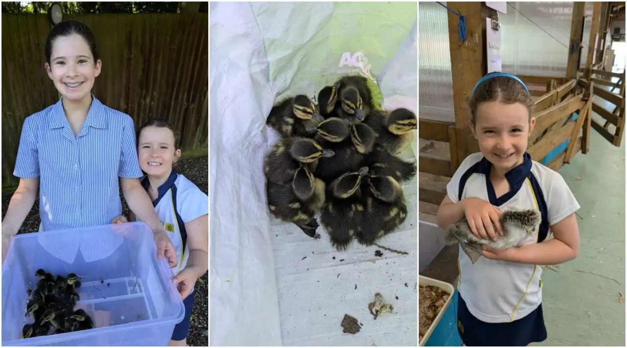 Duckling Rescue Mission