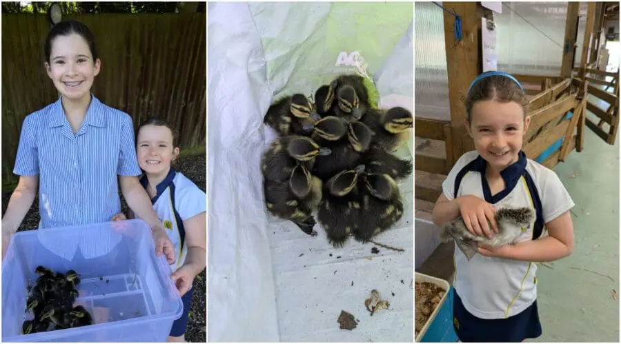 Duckling Rescue Mission