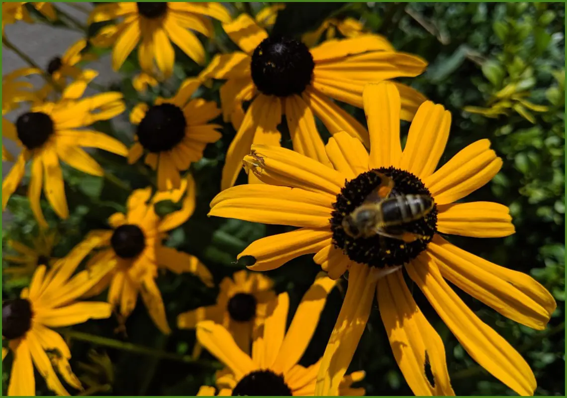 Our Great Outdoors June 28