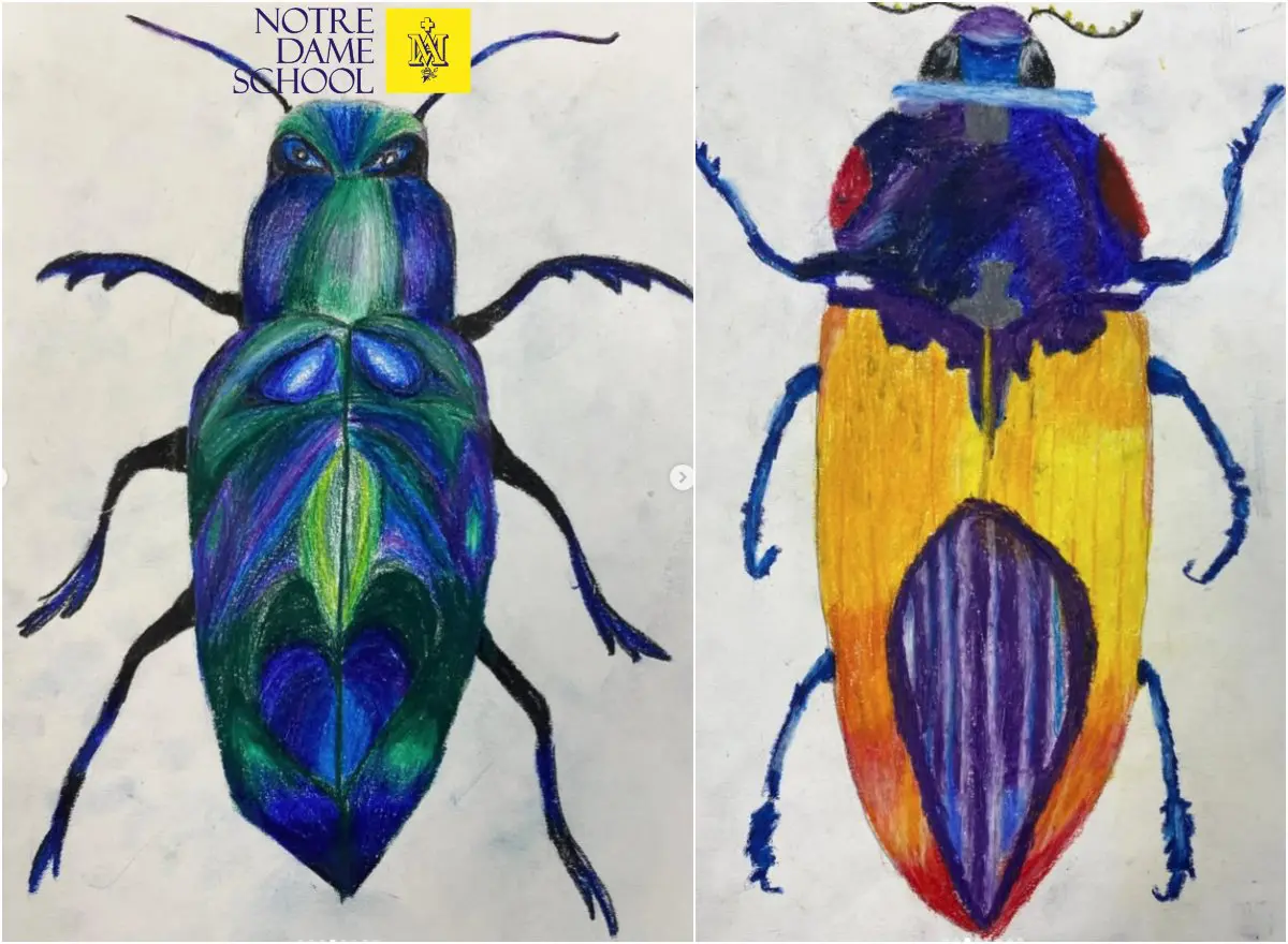 Art and Textiles - Year 7 Bugs