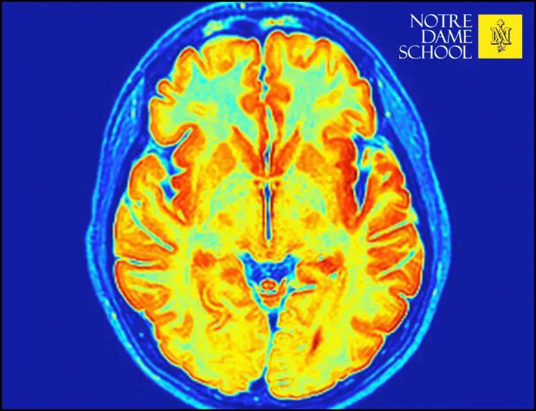 Science Corner - Baby Brain