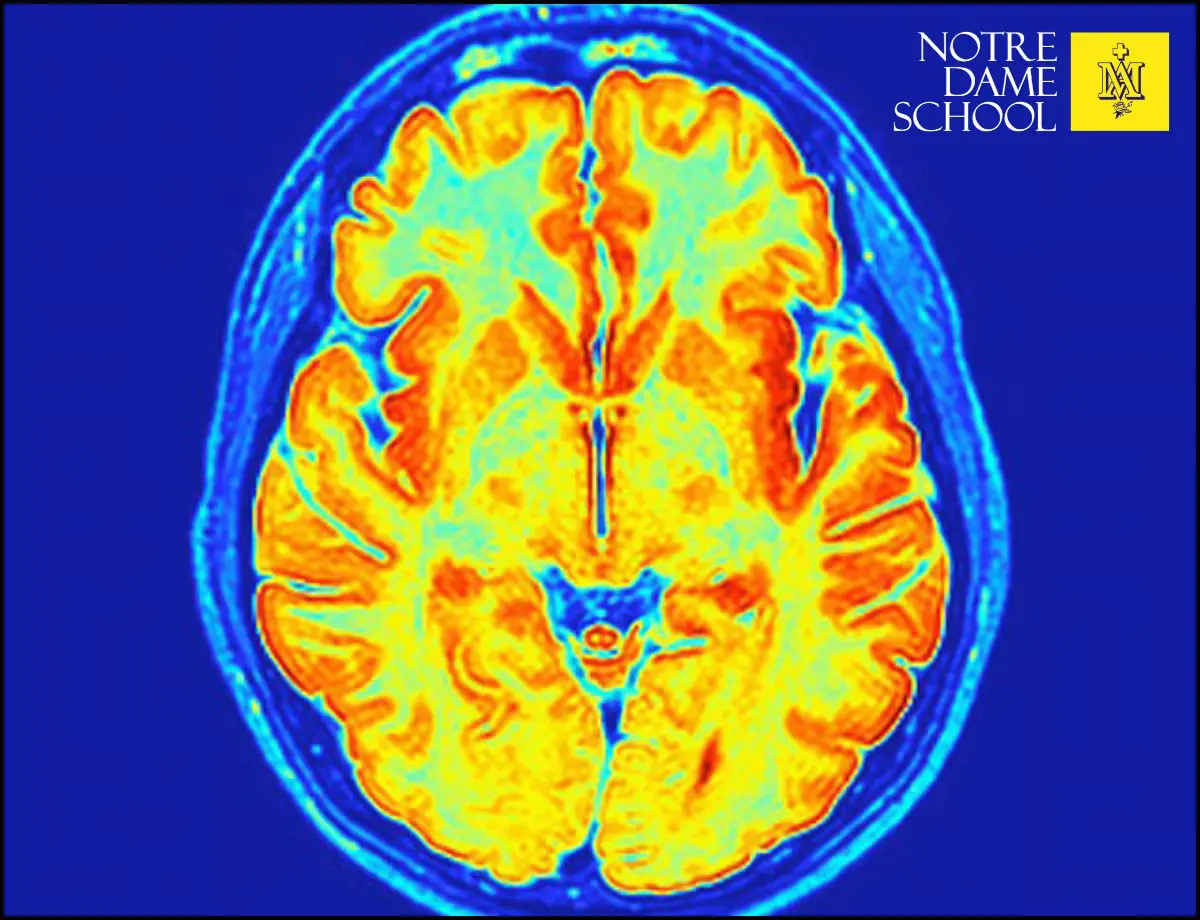 Science Corner - Baby Brain