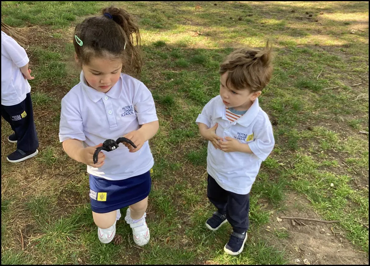 Caterpillars - Minibeasts