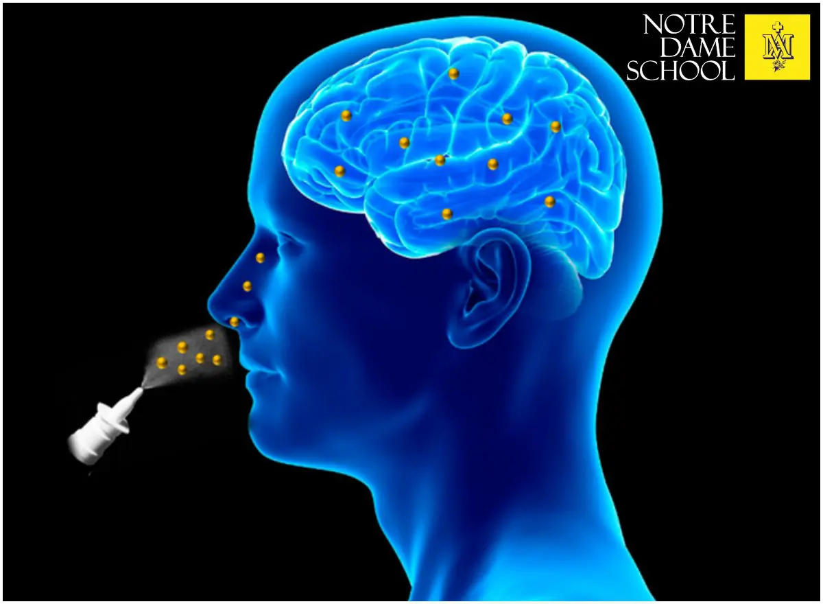 Science Corner - Groundbreaking Nasal Drop Therapy Targets Brain Cancer