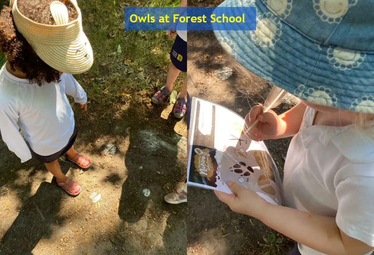 Owls at Forest School June 30