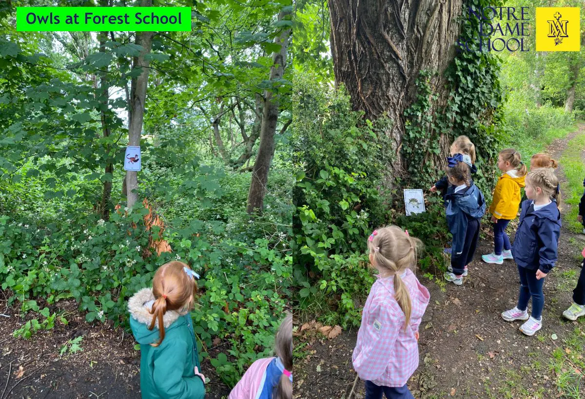 Owls at Forest School June 8