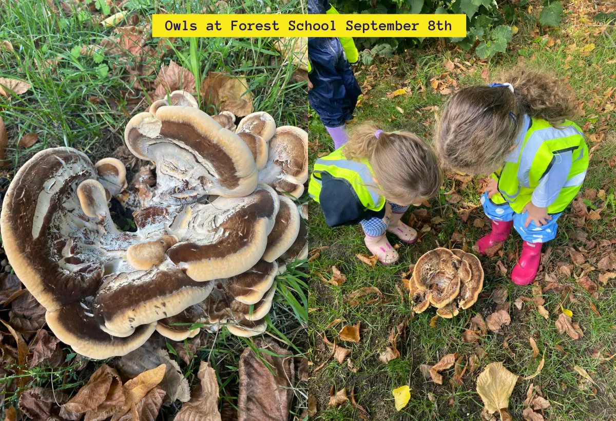 Owls at Forest School September 8th