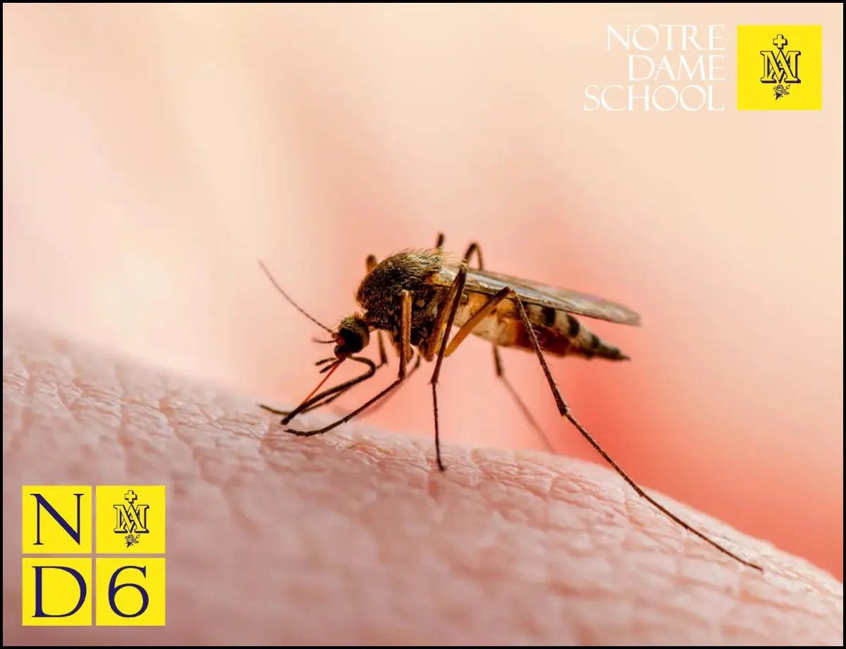 Science Corner - Mosquito