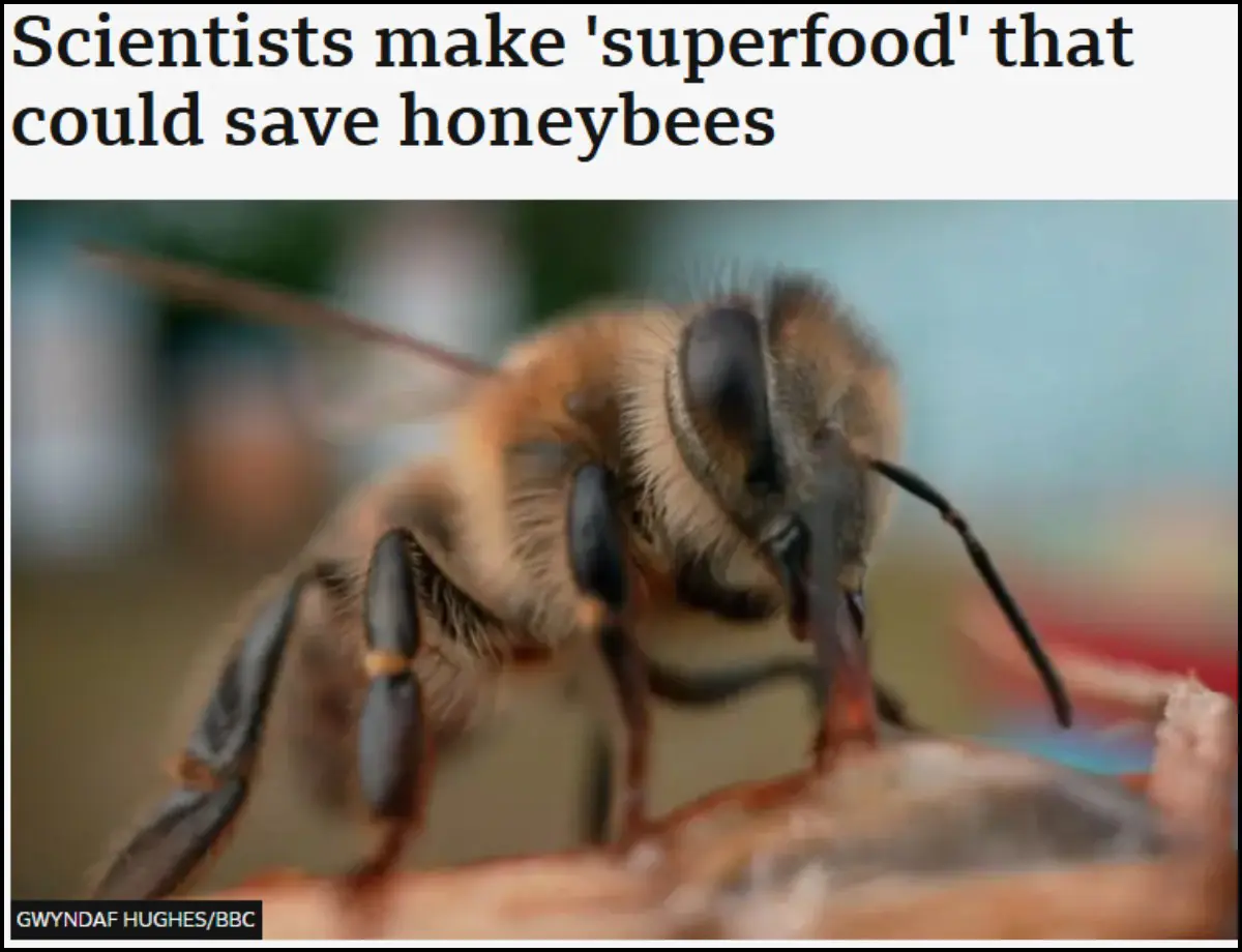 Science Corner - Saving Honeybees