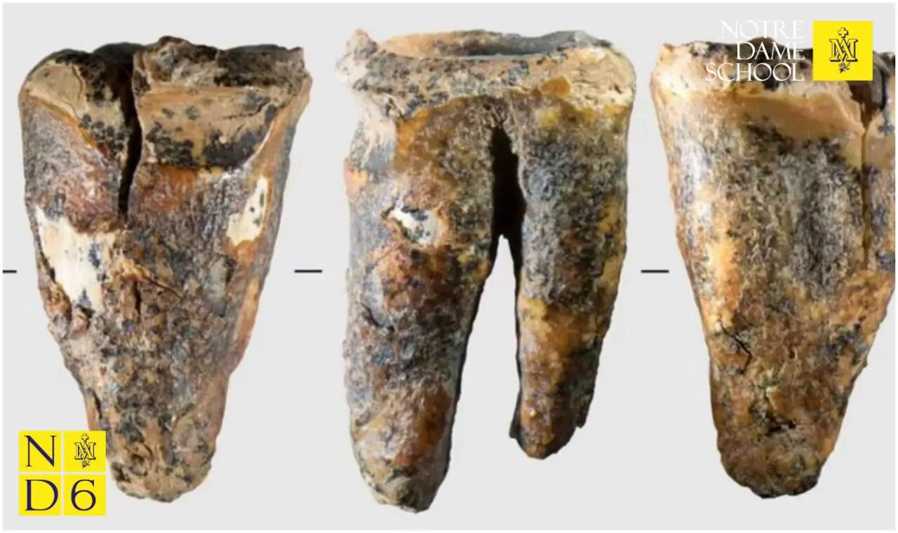 Senior Science Corner - Ancient Teeth