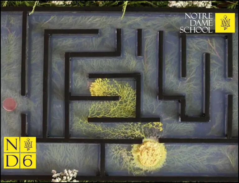 Senior Science Corner - Slime mould solving a maze