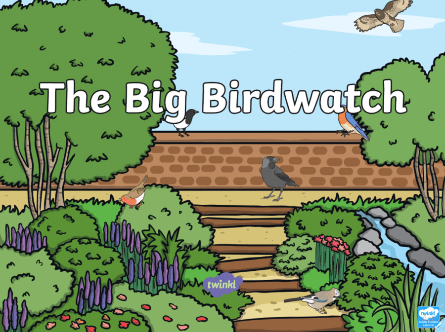 The Big Bird Watch