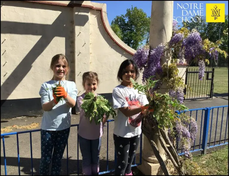 Y2 Topic - Roots, Shoots and Juicy Fruits