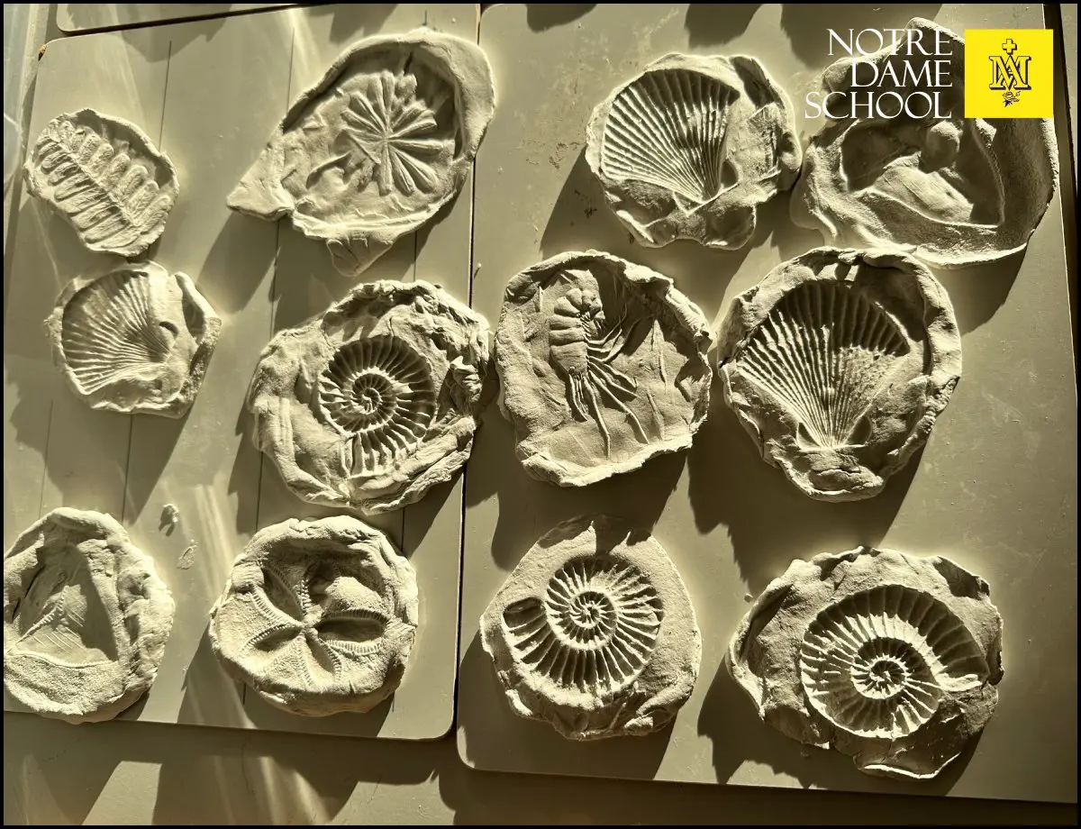 Year 3 Science - Fossils