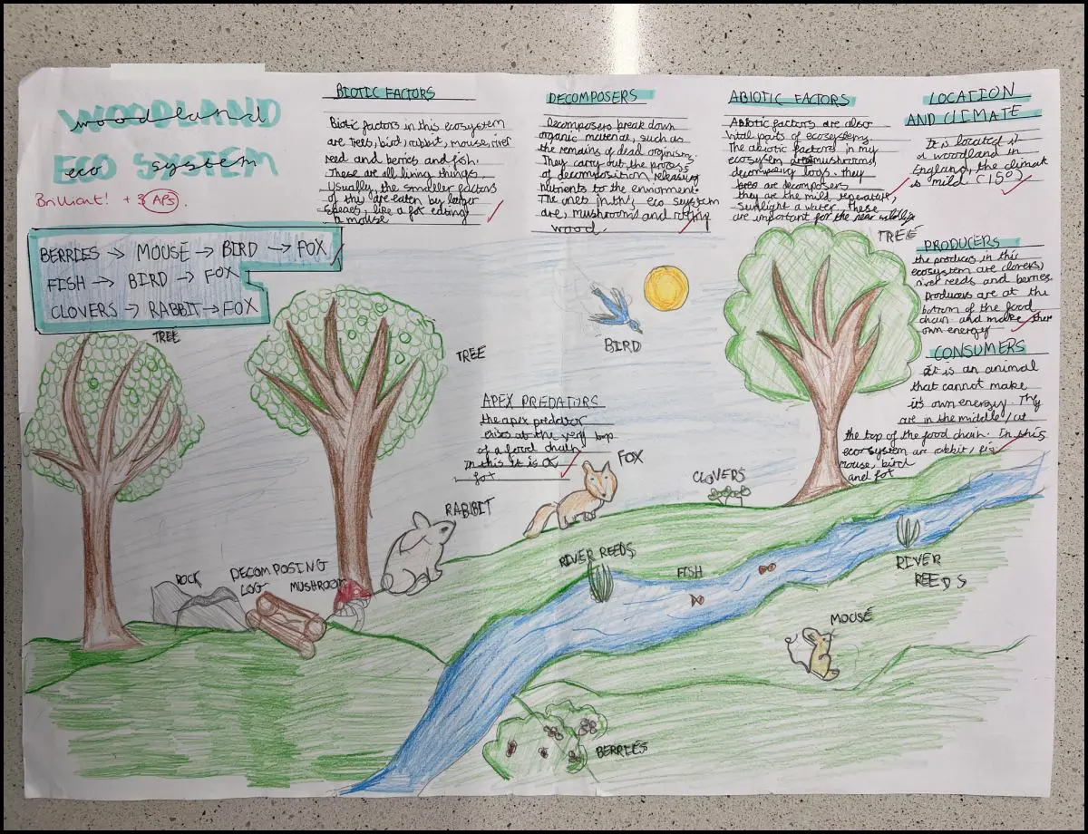 Year 7 Ecosystem Projects