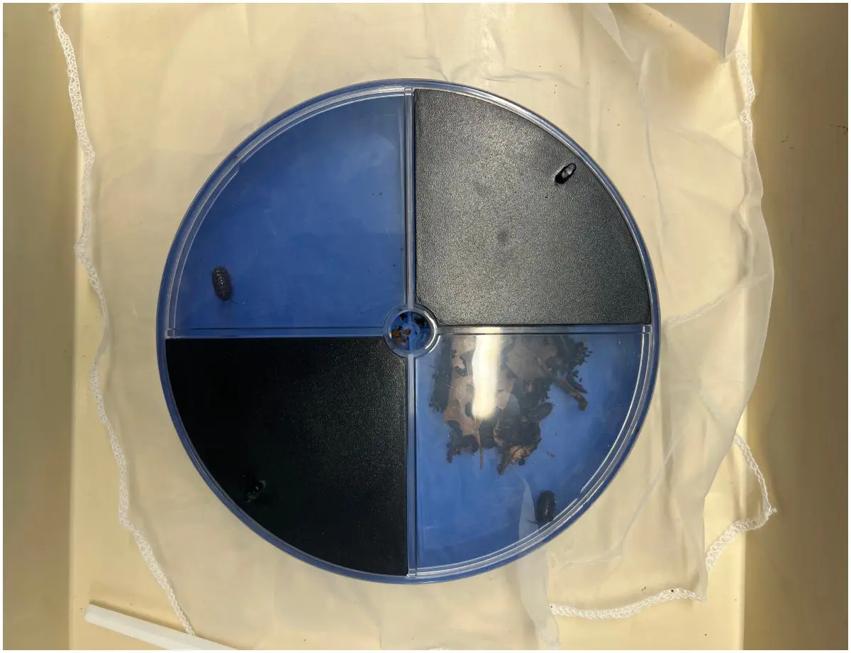 Year 7 Science - Choice Chamber