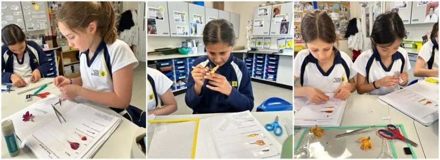 Year 5 Science -Dissecting Alstromeria