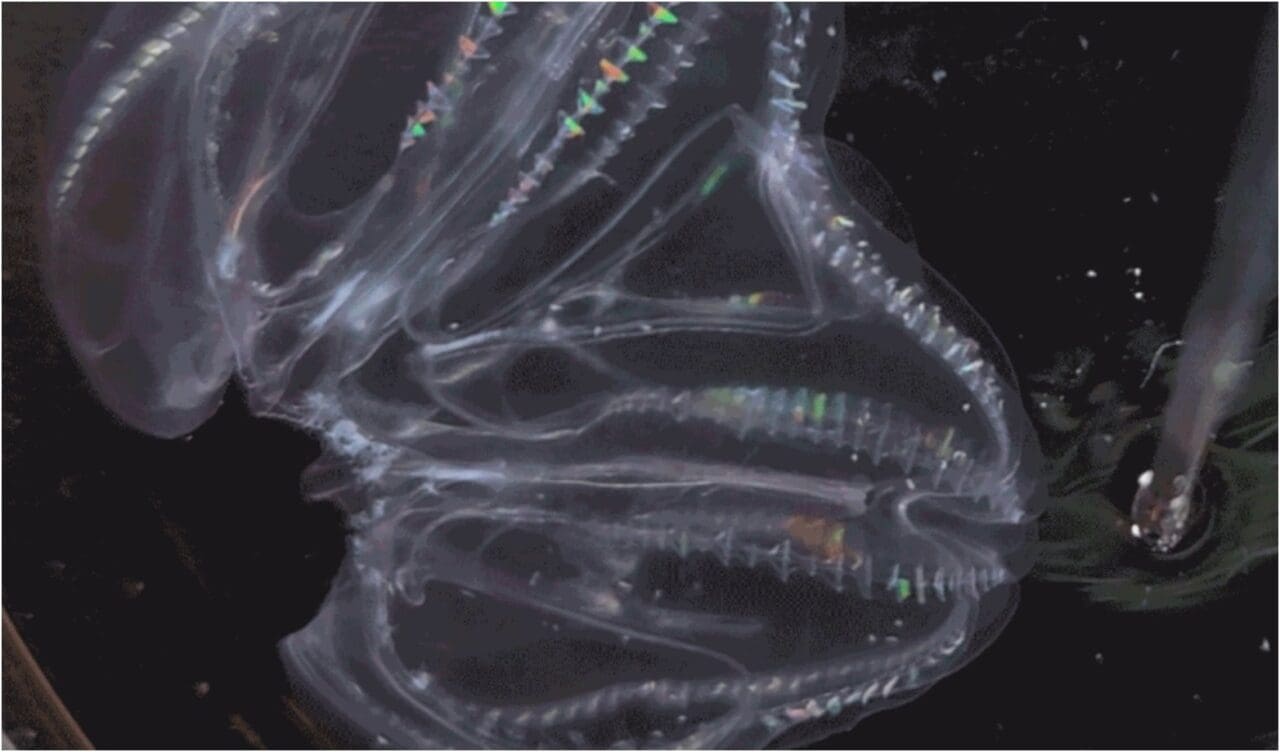 Science Corner - Sea Creatures