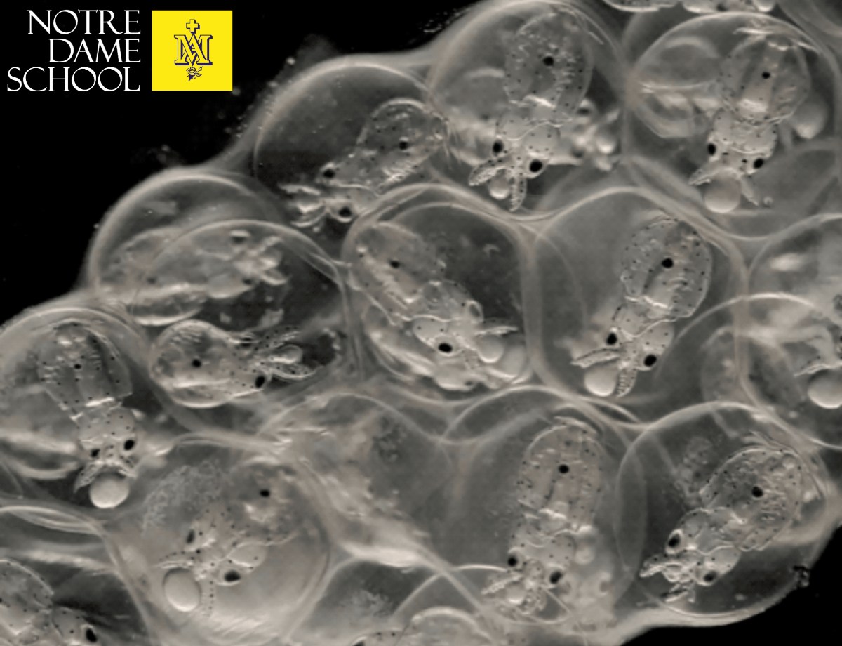 Longfin squid embryos at a late stage of development. (Image credit: Kristen Koenig)