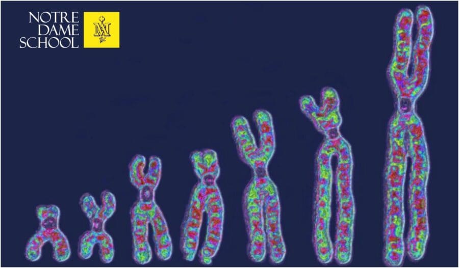 Science Corner - Chromosomes