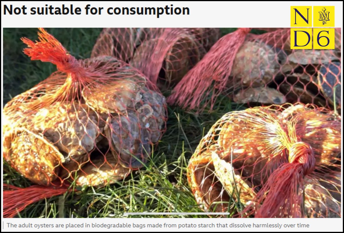 Science Corner - European Oysters Improve Water Quality