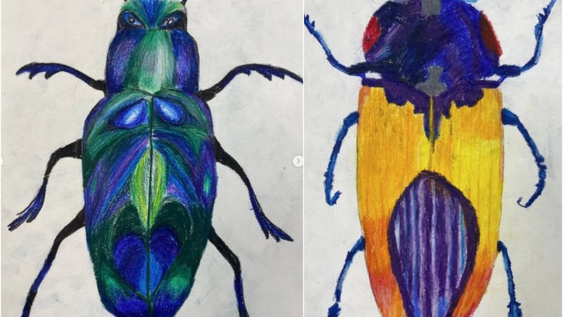Art and Textiles - Year 7 Bugs