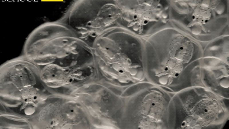 Longfin squid embryos at a late stage of development. (Image credit: Kristen Koenig)