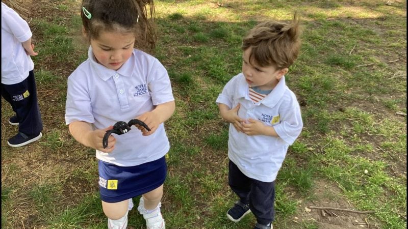 Caterpillars - Minibeasts