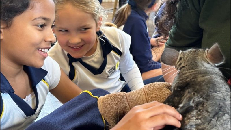 Exotic Explorers (8)