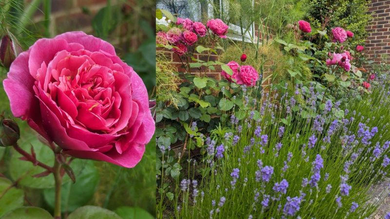 Our Great Outdoors June 21st (1)