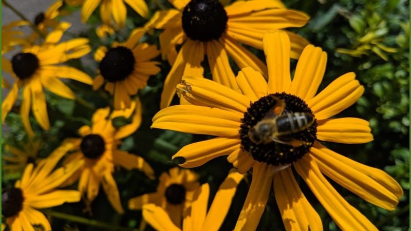 Our Great Outdoors June 28