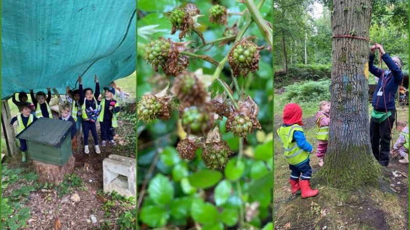 Owls Forest School July 11th