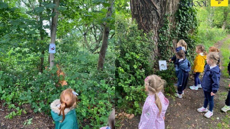 Owls at Forest School June 8