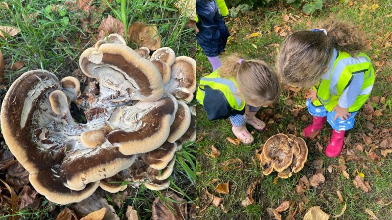 Owls at Forest School September 8th