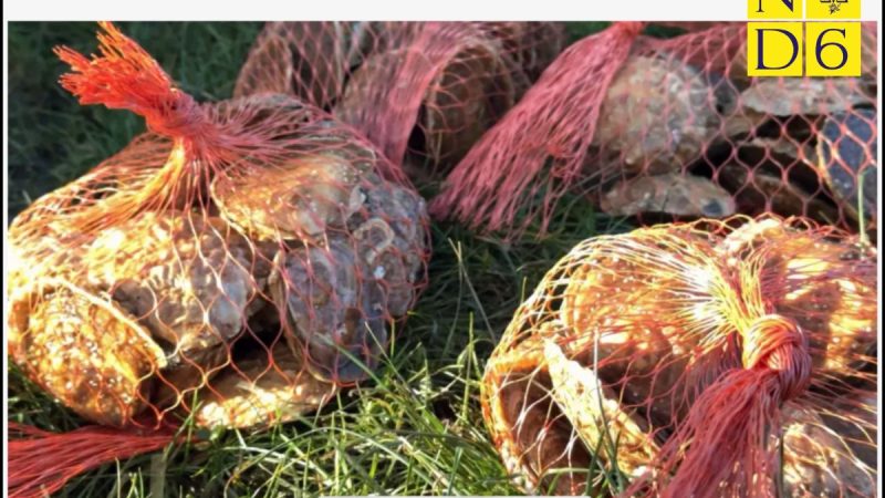 Science Corner - European Oysters Improve Water Quality