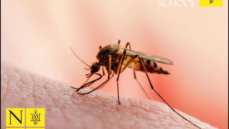 Science Corner - Mosquito