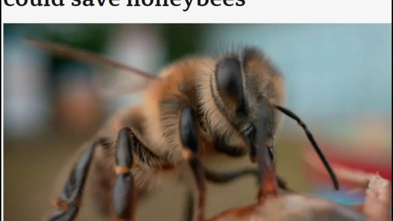 Science Corner - Saving Honeybees