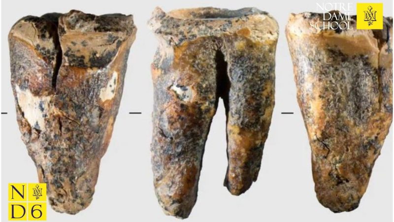 Senior Science Corner - Ancient Teeth
