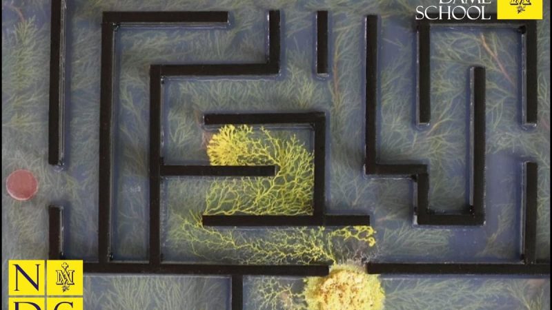 Senior Science Corner - Slime mould solving a maze