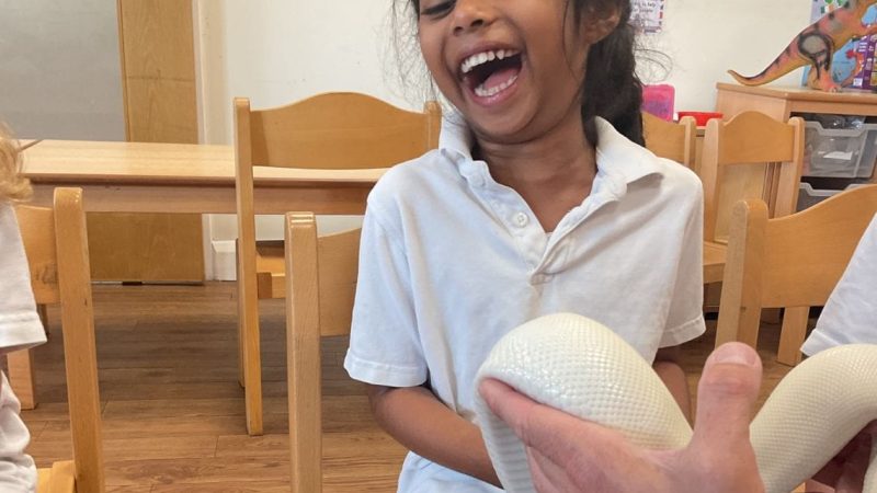 Wise Owls Reptiles Visit