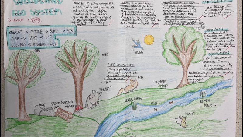 Year 7 Ecosystem Projects