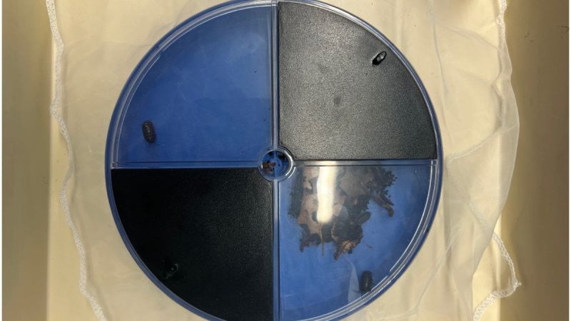 Year 7 Science - Choice Chamber